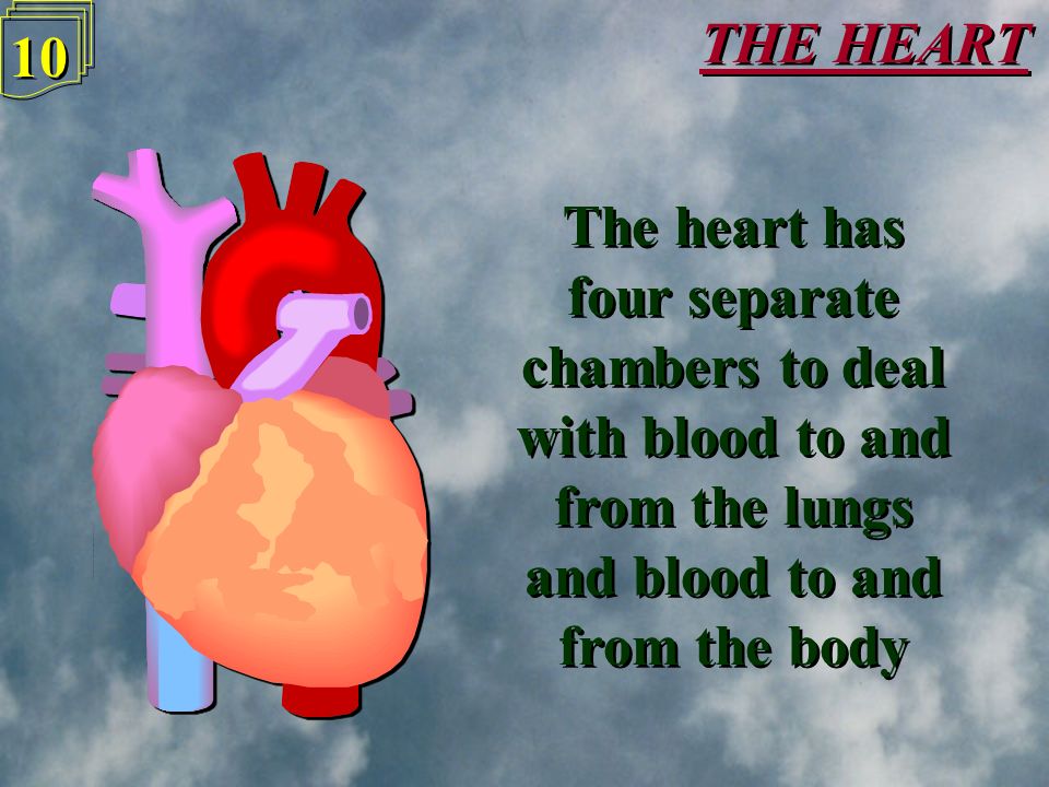 THE HEART 9 9