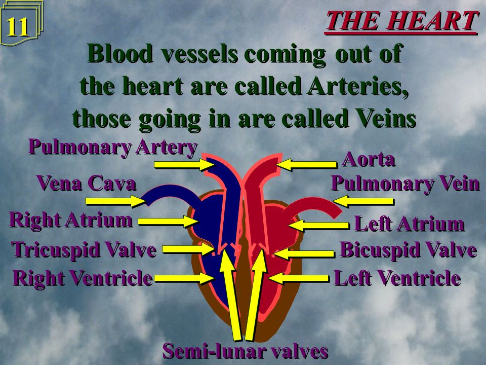 10 The heart has four separate chambers to deal with blood to and from the lungs and blood to and from the body The heart has four separate chambers to deal with blood to and from the lungs and blood to and from the body