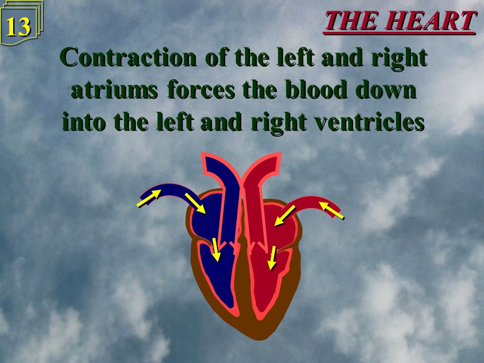 THE HEART 12 Oxygenated blood from the lungs enters the heart from pulmonary vein here Oxygenated blood from the lungs enters the heart from pulmonary vein here De-oxygenated blood from the body enters the heart from the vena cava here De-oxygenated blood from the body enters the heart from the vena cava here