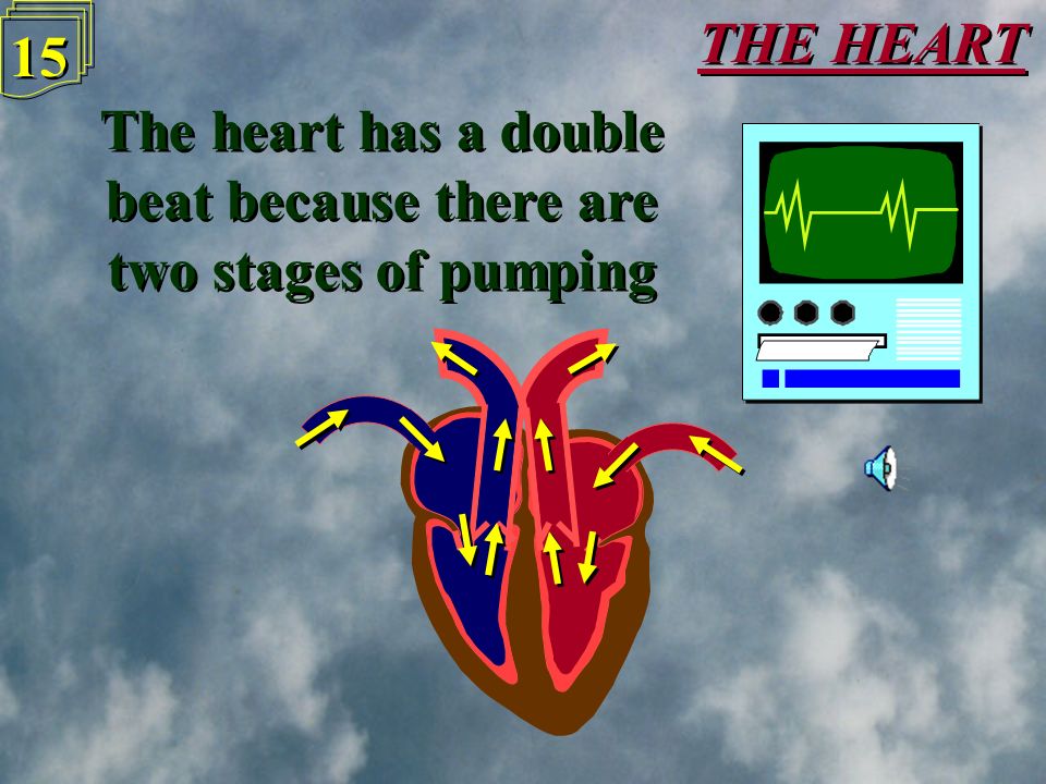 THE HEART 14 Then the ventricles contract forcing the blood out of the heart Then the ventricles contract forcing the blood out of the heart Oxygenated blood is sent out to the body to be used Oxygenated blood is sent out to the body to be used De-oxygenated blood is sent out to the lungs to be oxygenated De-oxygenated blood is sent out to the lungs to be oxygenated