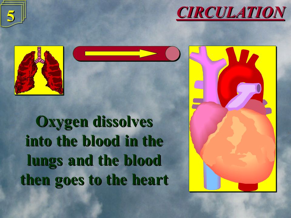 CIRCULATION 4 4 But the blood must contain oxygen to be much use, so it goes first to the Lungs, before going back to the heart to be pumped to the rest of the body But the blood must contain oxygen to be much use, so it goes first to the Lungs, before going back to the heart to be pumped to the rest of the body