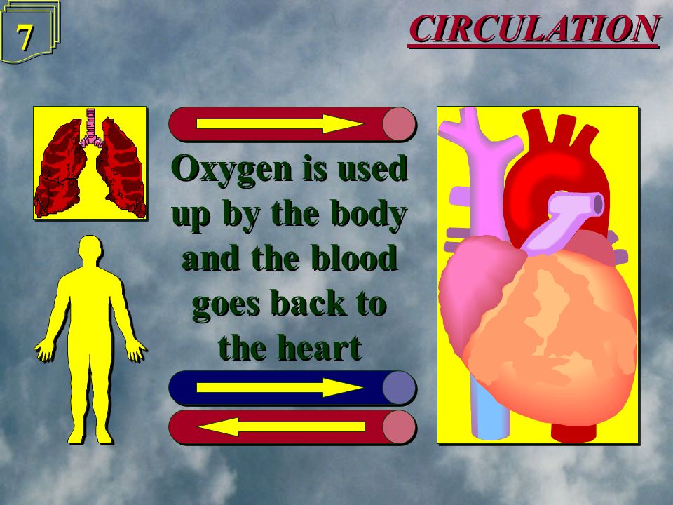 CIRCULATION 6 6 The heart then pumps this oxygenated blood around the body The heart then pumps this oxygenated blood around the body