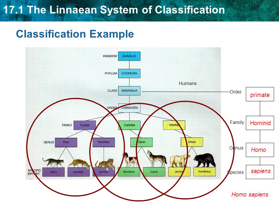 17.1 The Linnaean System of Classification KEY CONCEPT Organisms can be classified based on physical similarities. - ppt download