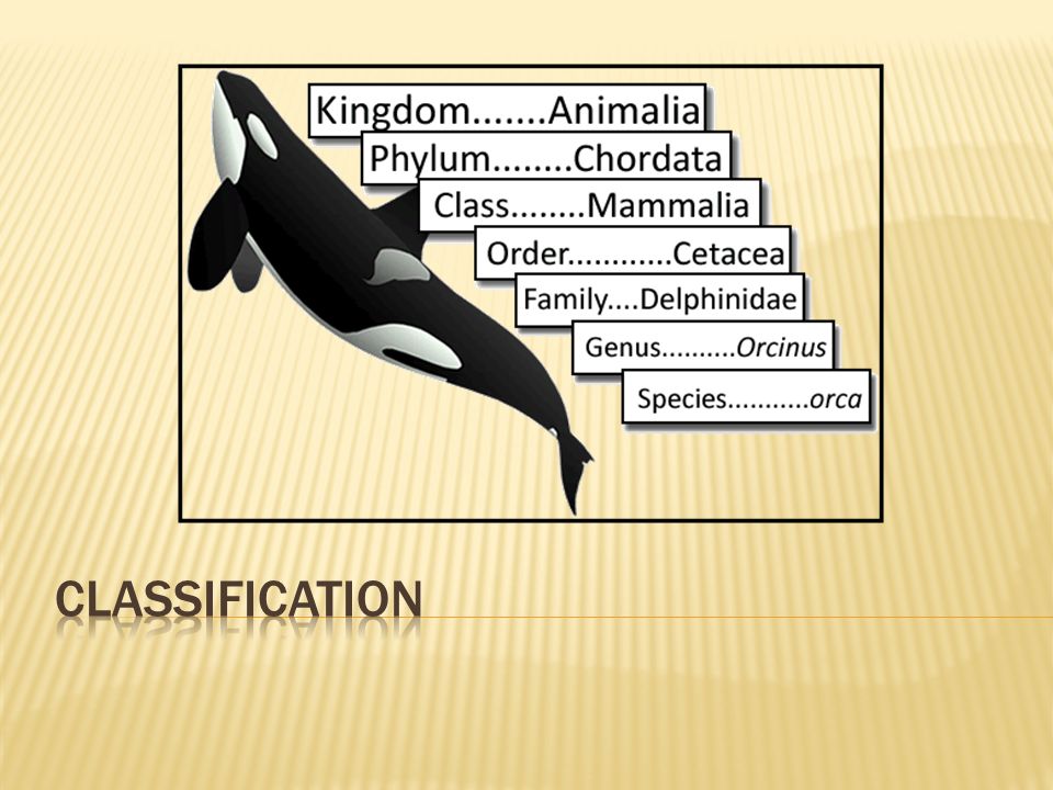 biology that deals with animals