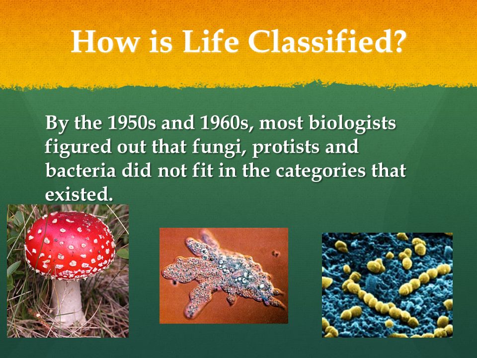 How is Life Classified.
