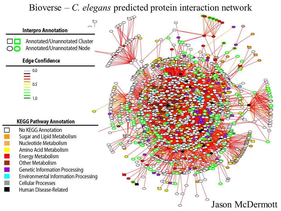 Bioverse – C. elegans predicted protein interaction network Jason McDermott