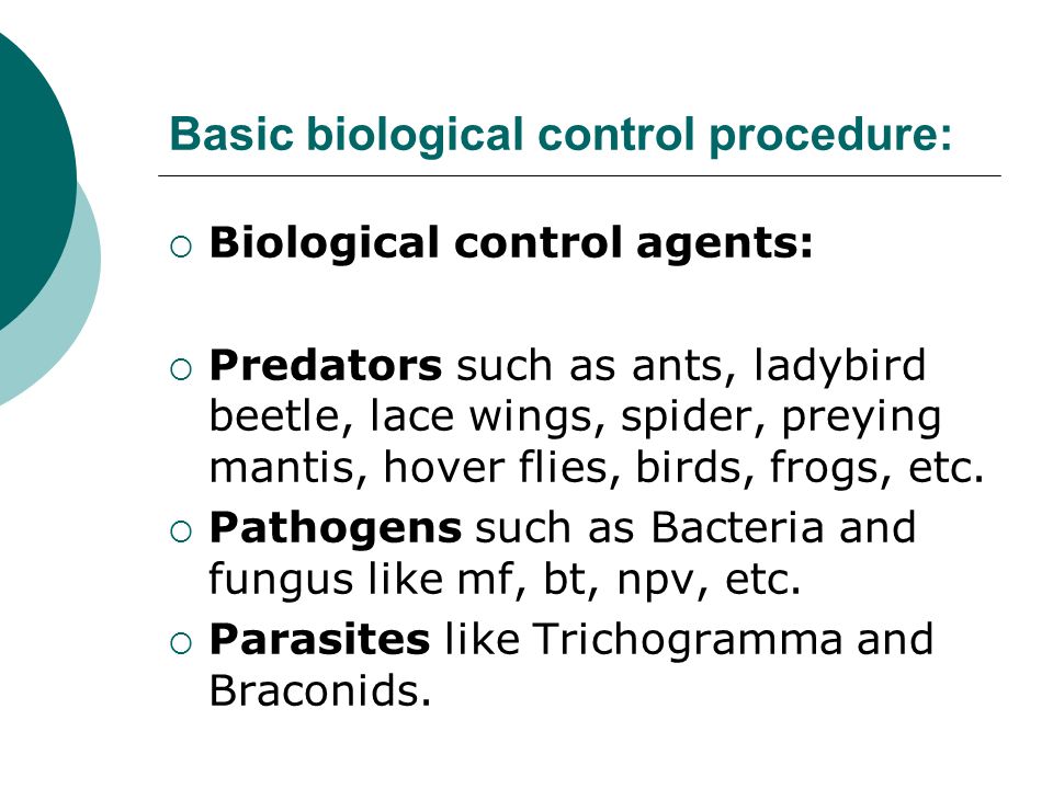 Basic biological control procedure:  Biological control agents:  Predators such as ants, ladybird beetle, lace wings, spider, preying mantis, hover flies, birds, frogs, etc.
