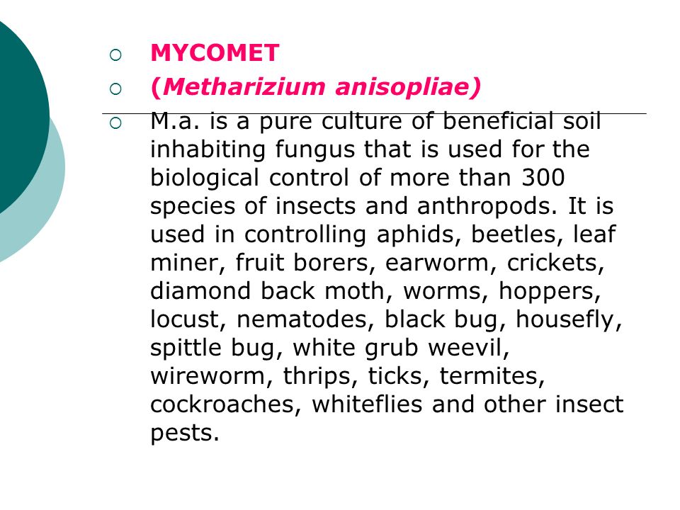  MYCOMET  (Metharizium anisopliae)  M.a.