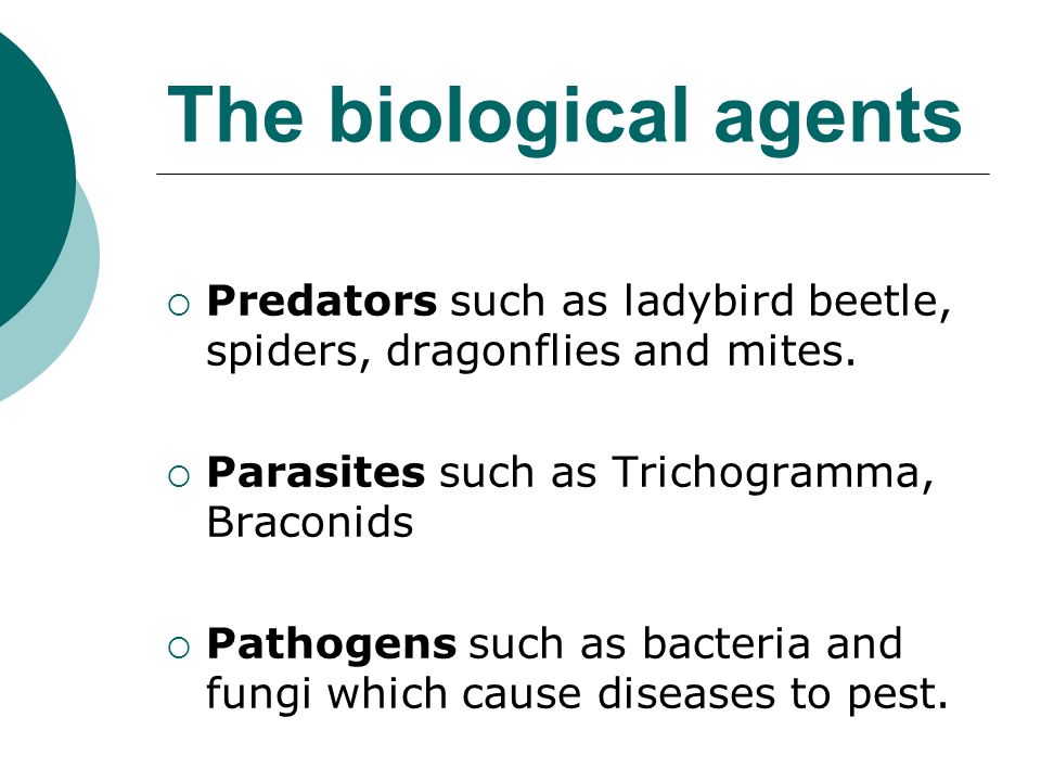 The biological agents  Predators such as ladybird beetle, spiders, dragonflies and mites.