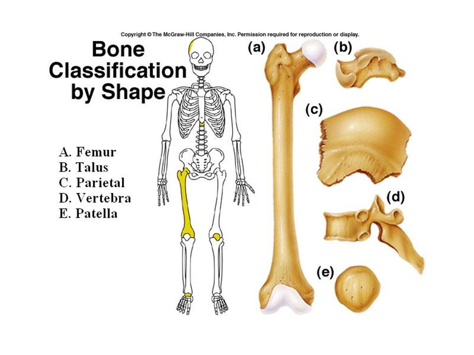 The bones form. Classification of Bones. Bone. 4 Types of Bones. Bones альбом System.