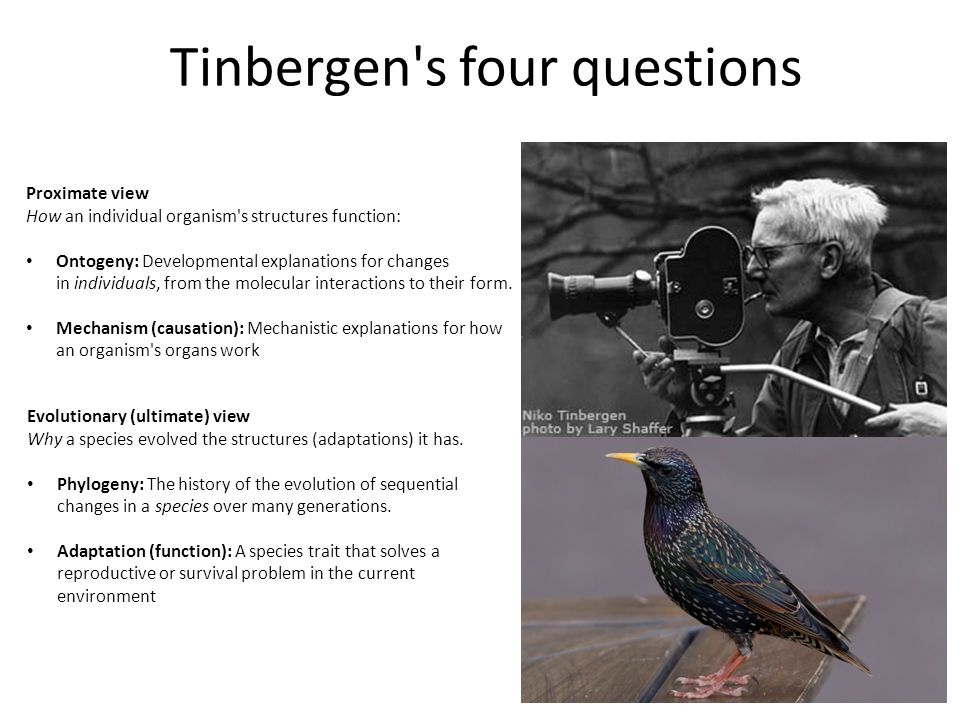 suspicaz refugiados jurar The mystery of language evolution. Tinbergen's four questions Proximate  view How an individual organism's structures function: Ontogeny:  Developmental. - ppt download
