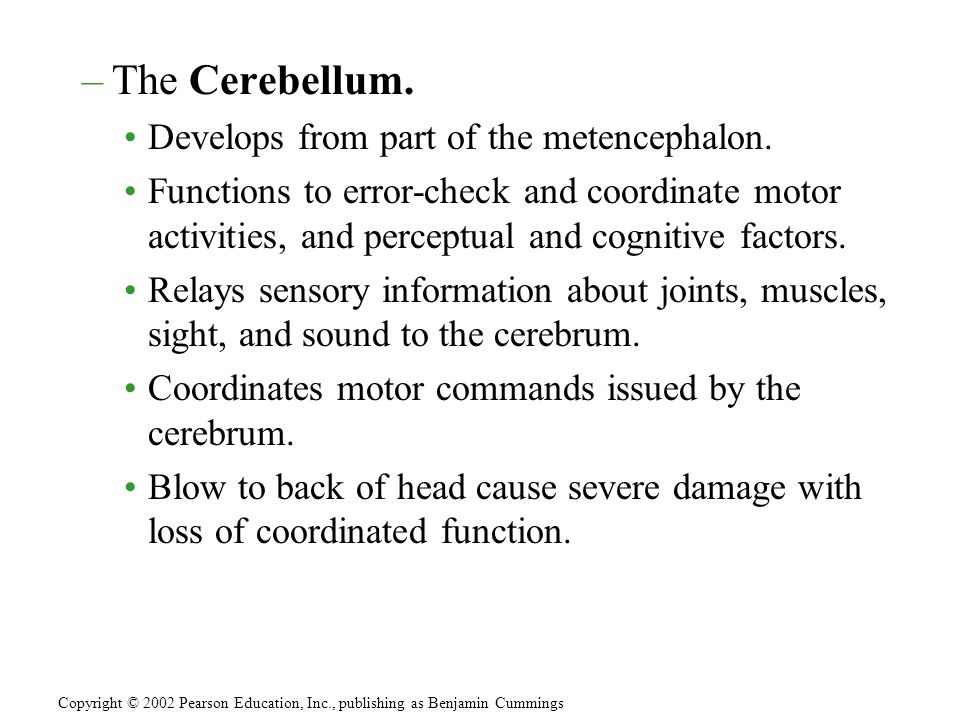 –The Cerebellum. Develops from part of the metencephalon.