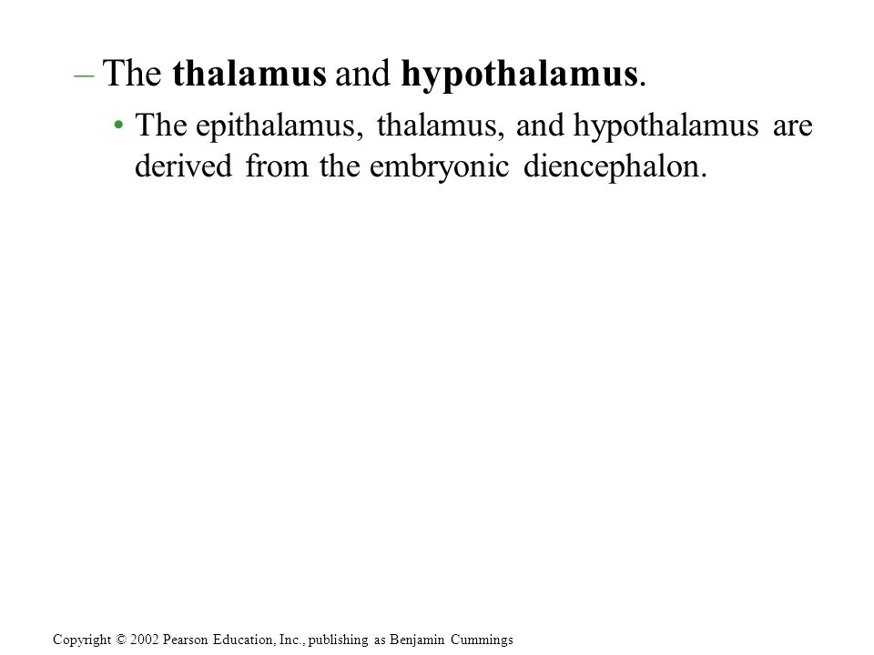 –The thalamus and hypothalamus.
