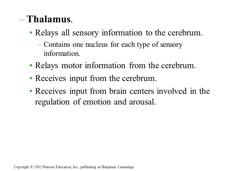 –Thalamus. Relays all sensory information to the cerebrum.