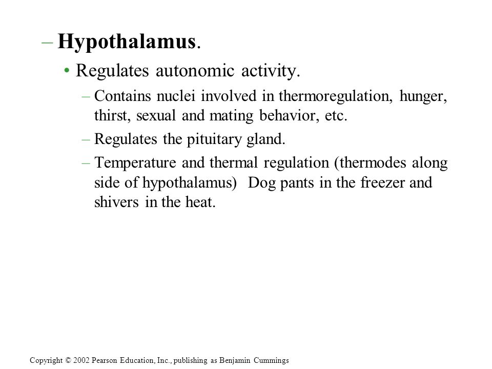 –Hypothalamus. Regulates autonomic activity.