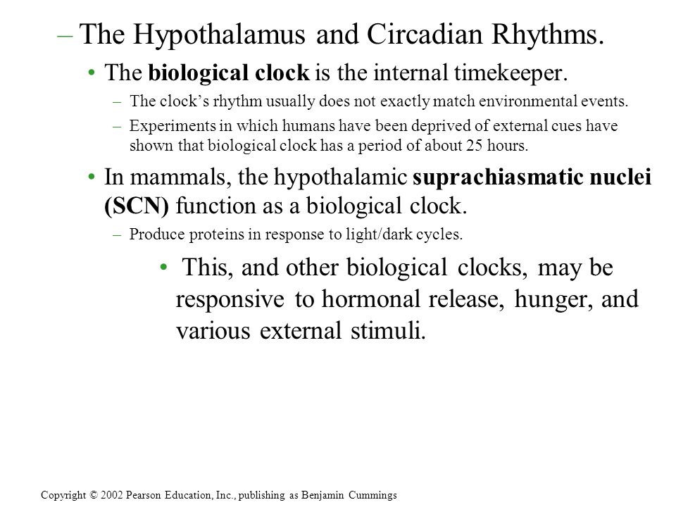 –The Hypothalamus and Circadian Rhythms. The biological clock is the internal timekeeper.