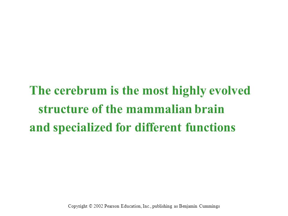 The cerebrum is the most highly evolved structure of the mammalian brain and specialized for different functions