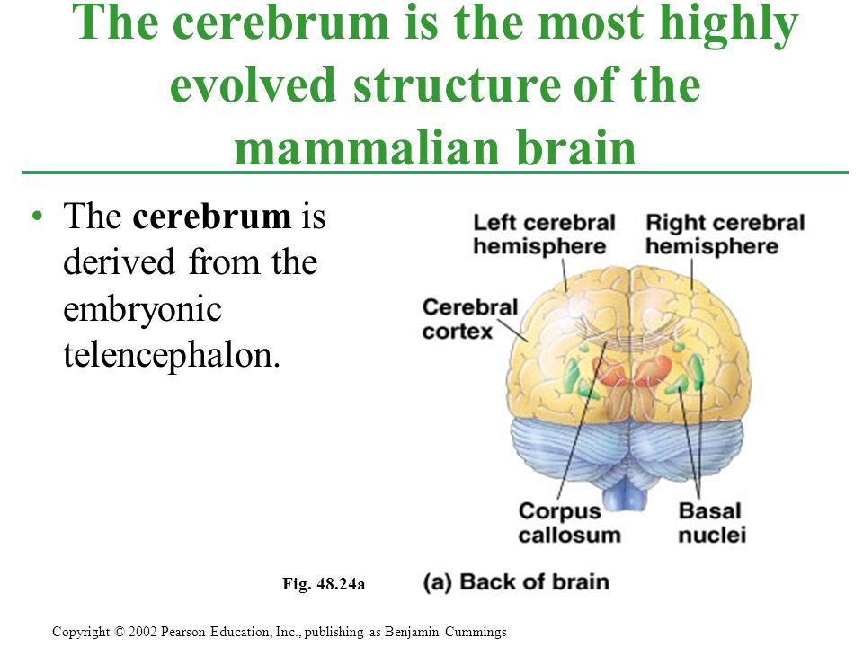 The cerebrum is derived from the embryonic telencephalon.