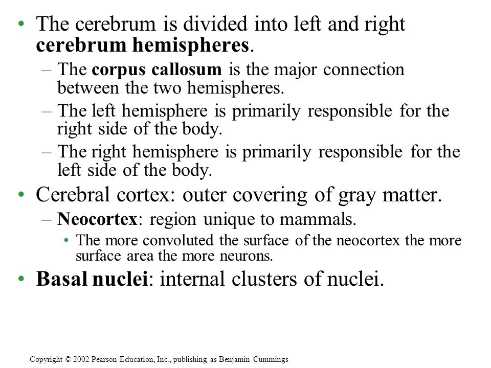 The cerebrum is divided into left and right cerebrum hemispheres.