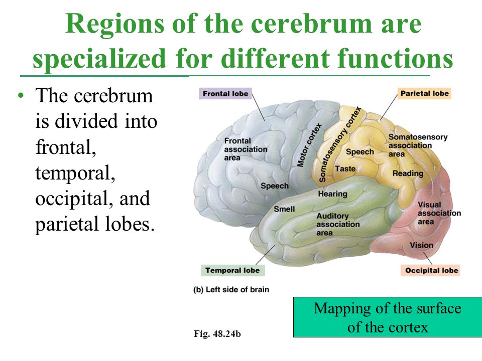 The cerebrum is divided into frontal, temporal, occipital, and parietal lobes.