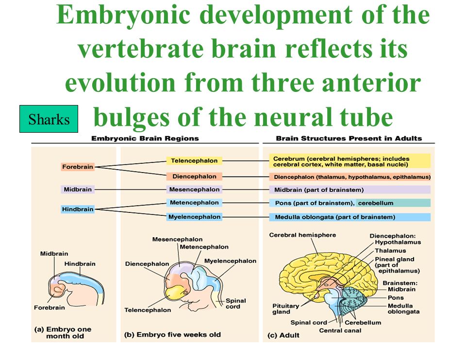 Embryonic development of the vertebrate brain reflects its evolution from three anterior bulges of the neural tube Sharks