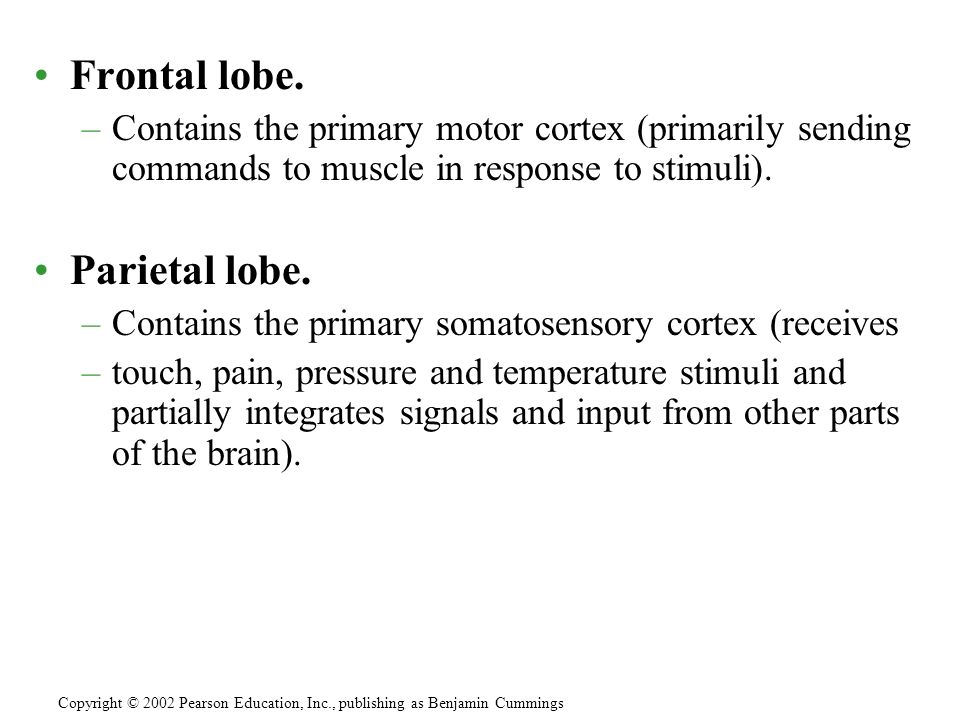 Frontal lobe.