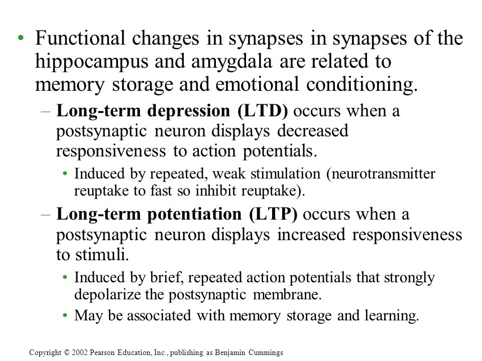 Functional changes in synapses in synapses of the hippocampus and amygdala are related to memory storage and emotional conditioning.