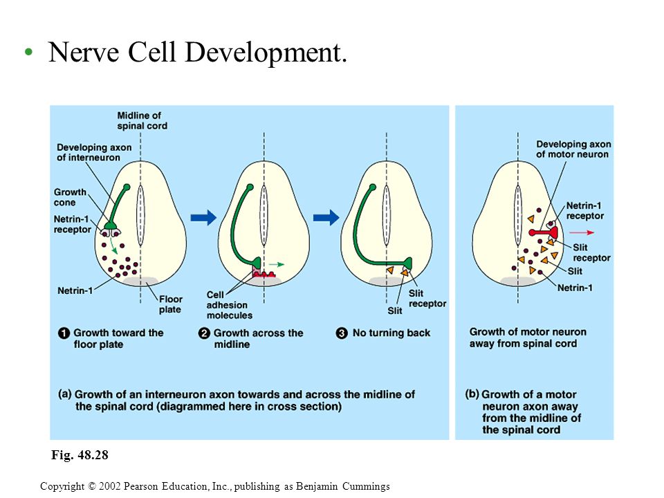 Nerve Cell Development.
