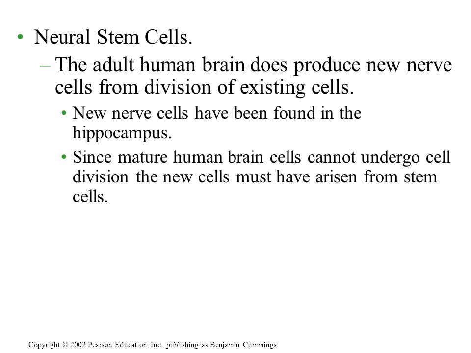 Neural Stem Cells.