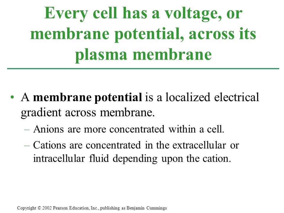 A membrane potential is a localized electrical gradient across membrane.