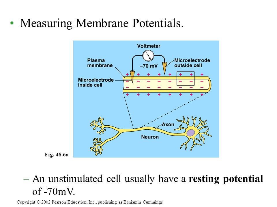 Measuring Membrane Potentials.