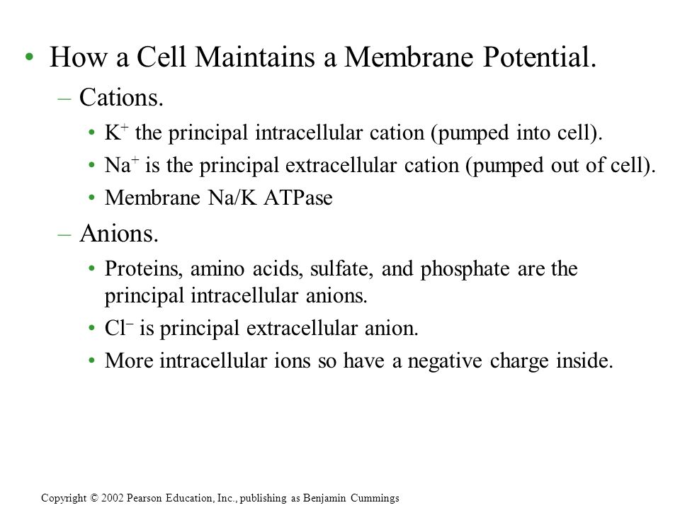 How a Cell Maintains a Membrane Potential. –Cations.