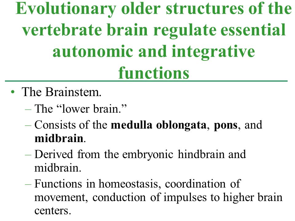 The Brainstem. –The lower brain. –Consists of the medulla oblongata, pons, and midbrain.