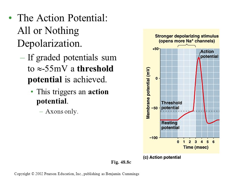 The Action Potential: All or Nothing Depolarization.