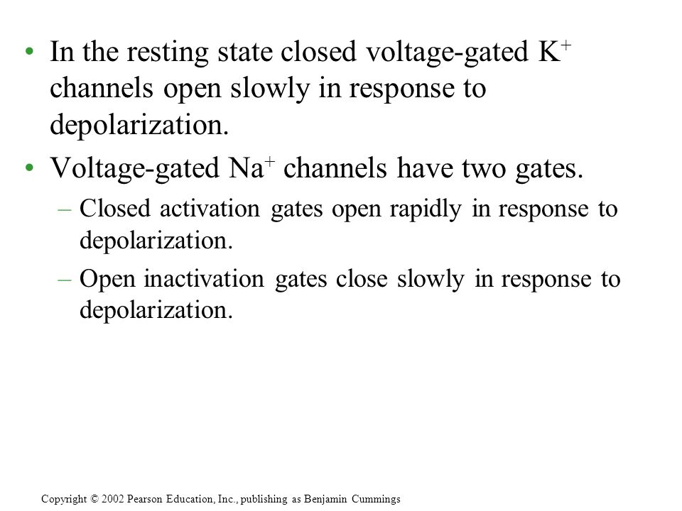 In the resting state closed voltage-gated K + channels open slowly in response to depolarization.