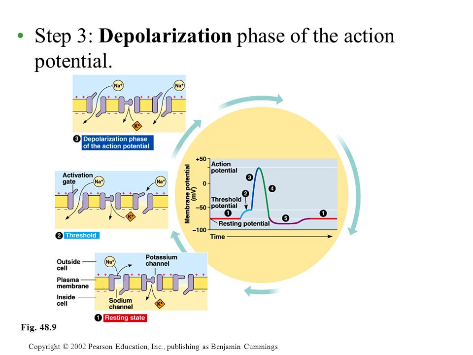 Step 3: Depolarization phase of the action potential.