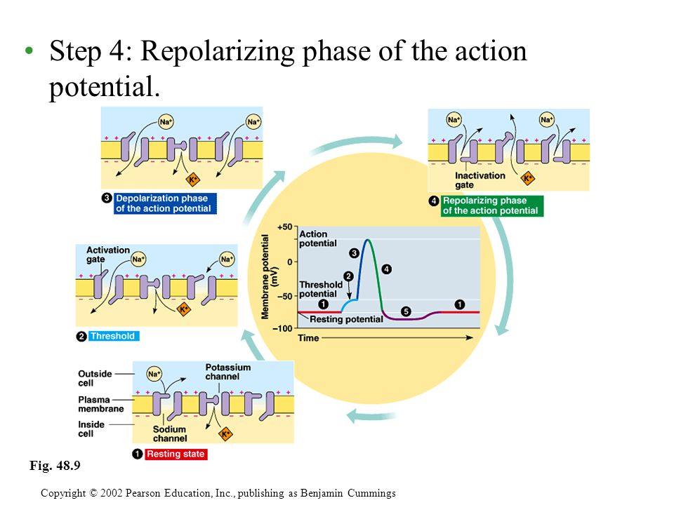 Step 4: Repolarizing phase of the action potential.