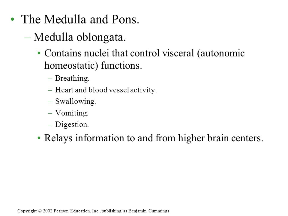 The Medulla and Pons. –Medulla oblongata.