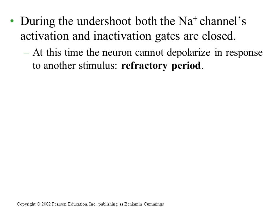 During the undershoot both the Na + channel’s activation and inactivation gates are closed.