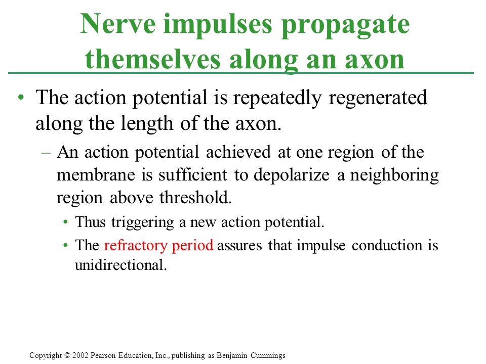 The action potential is repeatedly regenerated along the length of the axon.