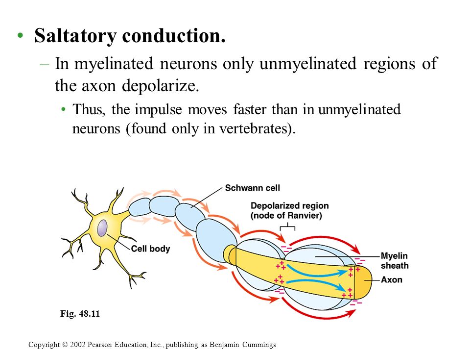 Saltatory conduction. –In myelinated neurons only unmyelinated regions of the axon depolarize.