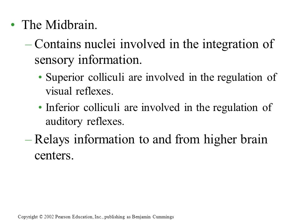 The Midbrain. –Contains nuclei involved in the integration of sensory information.