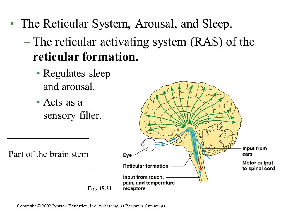 The Reticular System, Arousal, and Sleep.