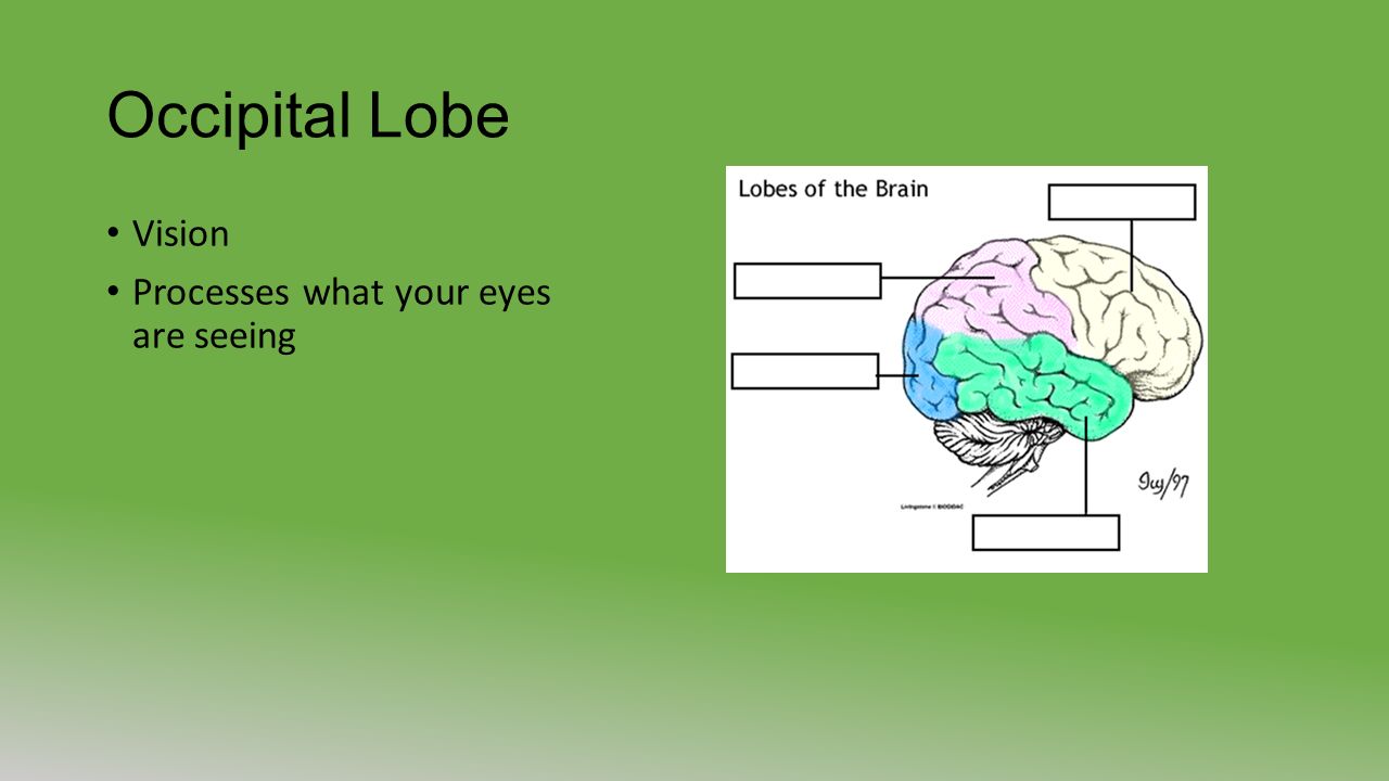 Occipital Lobe Vision Processes what your eyes are seeing