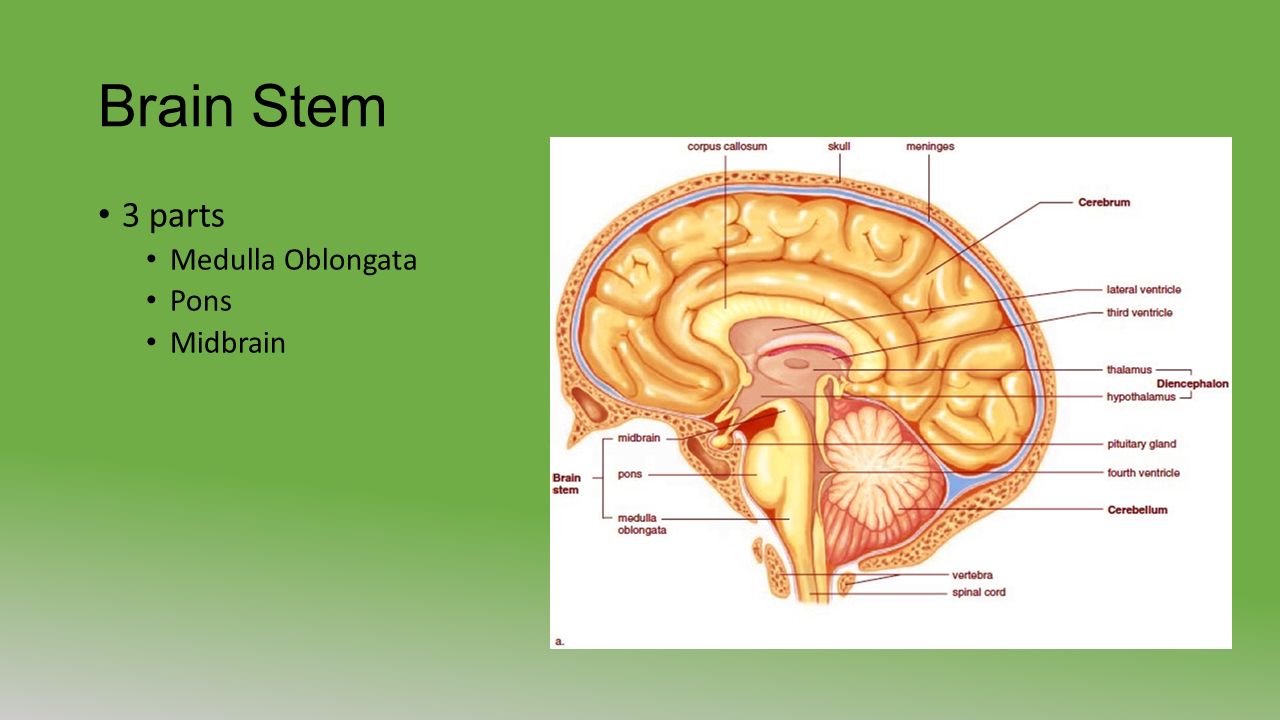 Brain Stem 3 parts Medulla Oblongata Pons Midbrain