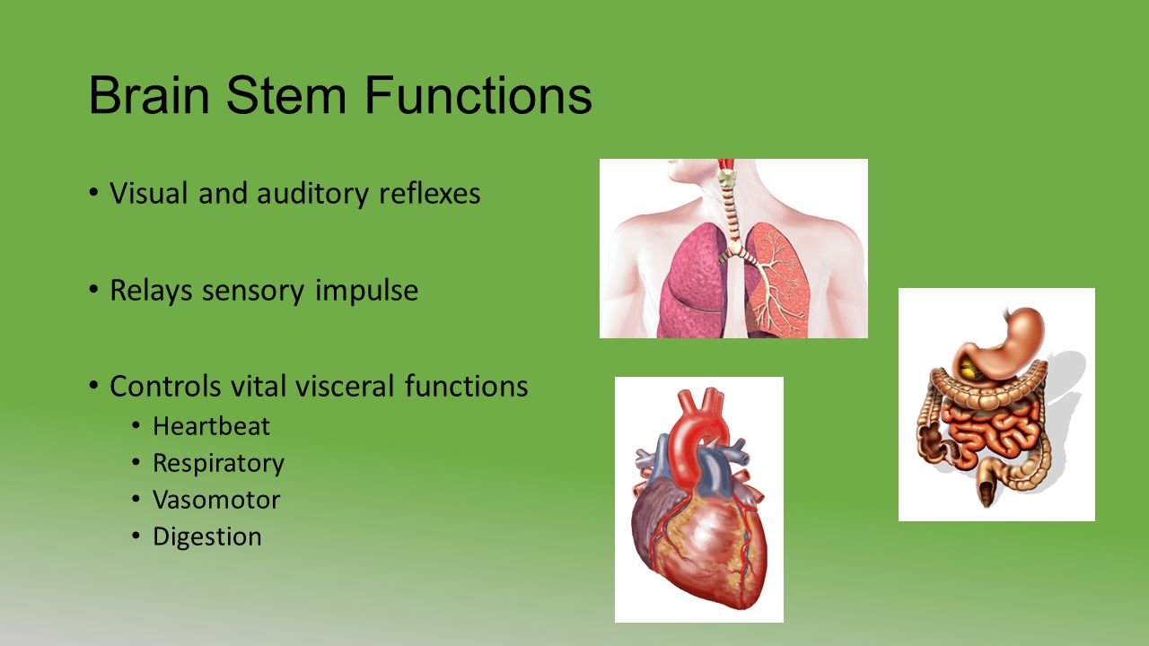 Brain Stem Functions Visual and auditory reflexes Relays sensory impulse Controls vital visceral functions Heartbeat Respiratory Vasomotor Digestion
