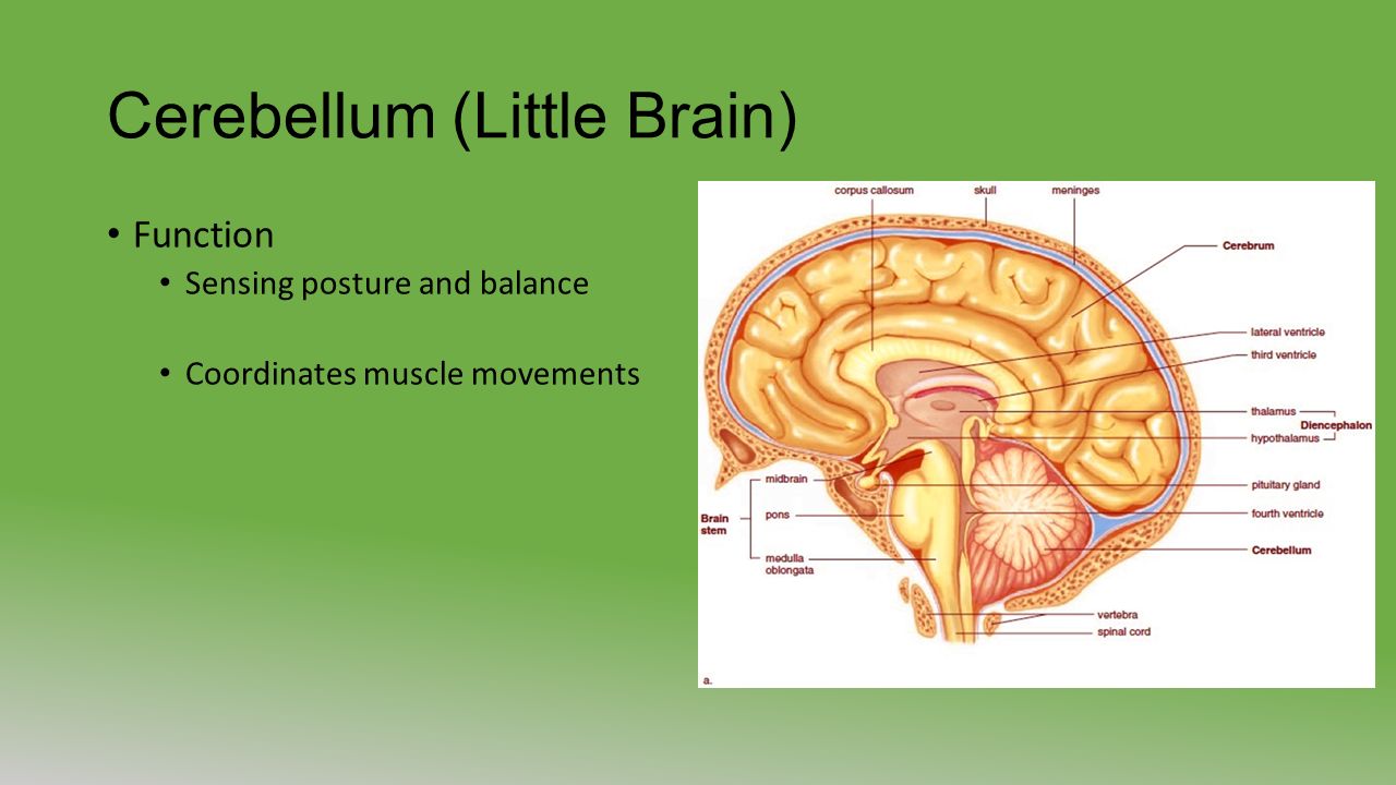Cerebellum (Little Brain) Function Sensing posture and balance Coordinates muscle movements