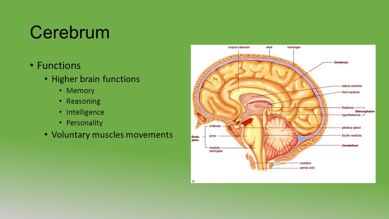 Cerebrum Functions Higher brain functions Memory Reasoning Intelligence Personality Voluntary muscles movements