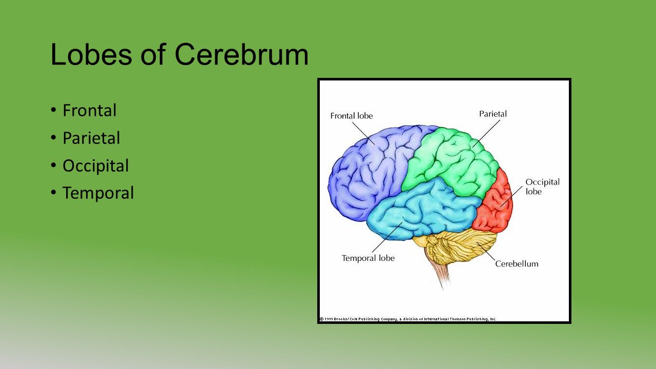 Lobes of Cerebrum Frontal Parietal Occipital Temporal
