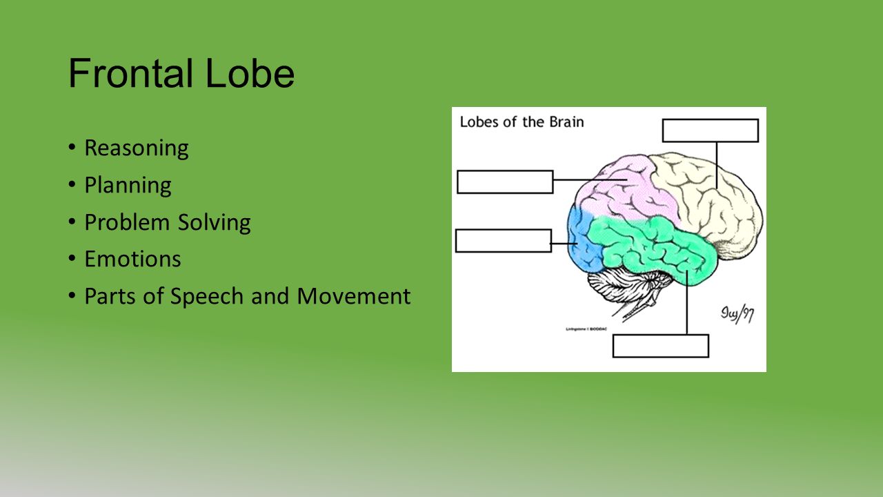Frontal Lobe Reasoning Planning Problem Solving Emotions Parts of Speech and Movement